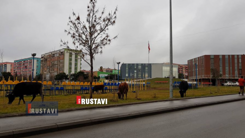 ძროხები გუბერნიის შენობასთან