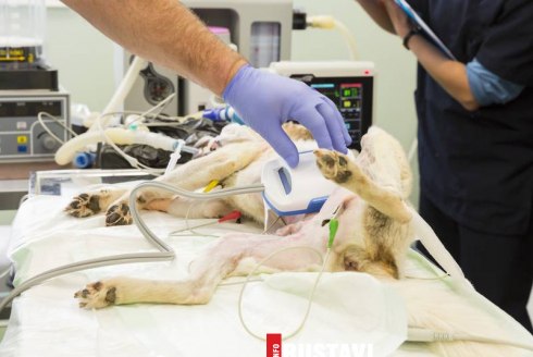 ცხოველისადმი სასტიკი მოპყრობის ფაქტი