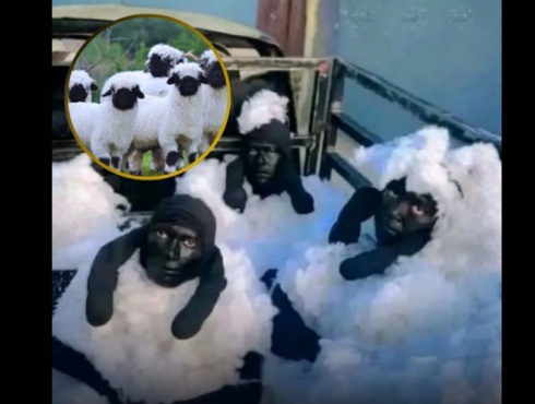 ცხვრებად შენიღბული სამი კაცი დააკავეს