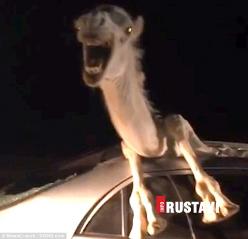 აქლემი მოულოდნელად ავტომობილში აღმოჩნდა [Video]