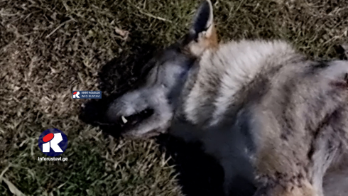 რუსთავში მგელმა ქალი დაგლიჯა [video]