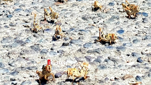 საფრთხის შემცველი ატრაქციონი [photo]