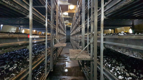 სოკოს საწარმო დაჯარიმდა