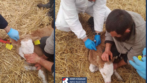 მსხვილფეხა საქონელს ცოფი დაუდასტურდა