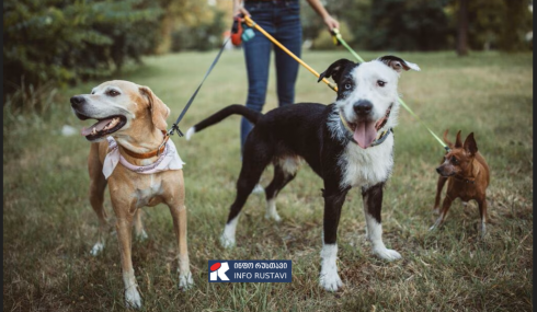 რუსთავში სად იკრძალება შინაურ ცხოველთა შეყვანა და გასეირნება