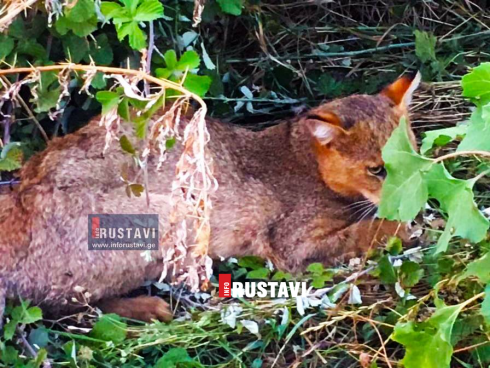 რუსთავის ტყეში მტაცებელი ცხოველი ბინადრობს [video]