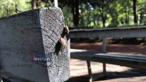 აზიური ფაროსანა თბილისშიც შენიშნეს