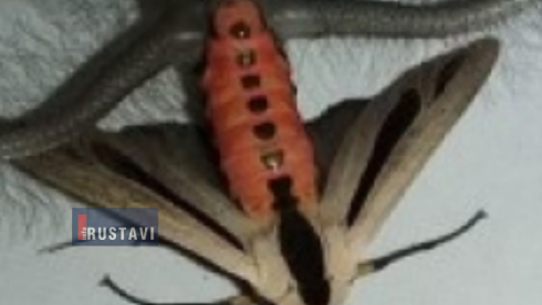 უცნაური პეპელა (ფოტო)