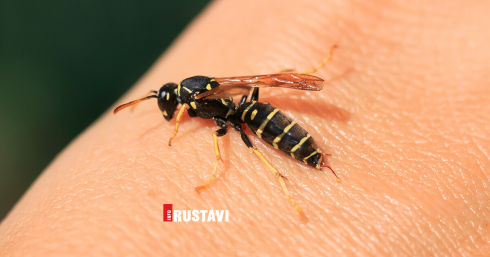 ბზიკის ნაკბენით კაცი გარდაიცვალა