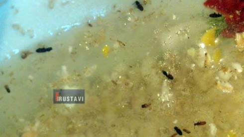 მწერები საკვებ პროდუქტში (ფოტო)