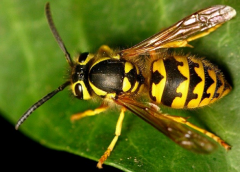 როგორ უნდა მოიქცე თუ კრაზანამ გიკბინა