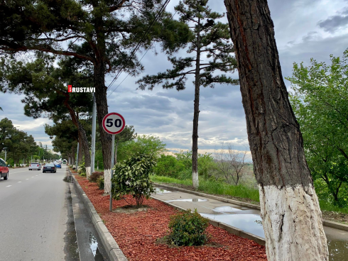 რუსთავში რამდენიმე ახალდარგული მცენარე მოიპარეს