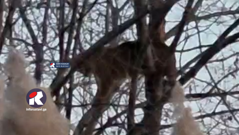რუსთავში რომელი გარეული ცხოველი დაფიქსირეს ადგილობრივებმა [video]