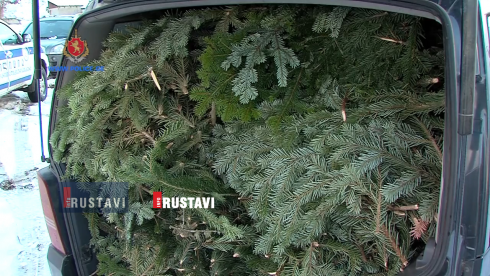 წიწვოვანი ხეების უკანონოდ მოჭრის ფაქტი (Video)
