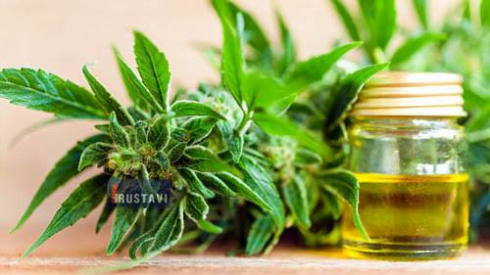 კანაფის ზეთის მომხმარებელთა რაოდენობა იზრდება