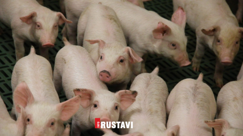 ჩინეთში ახალი გრიპის ვირუსი აღმოაჩინეს