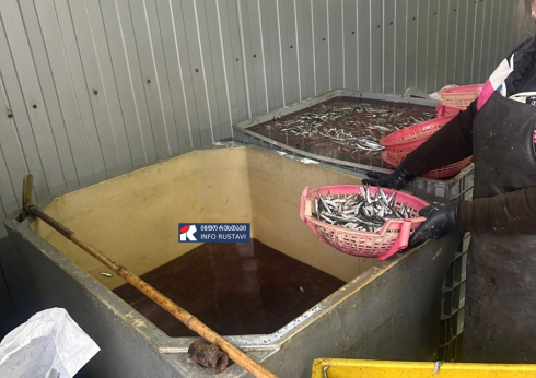 თევზის შესაბოლ საწარმოში კრიტიკული შეუსაბამობა გამოვლინდა