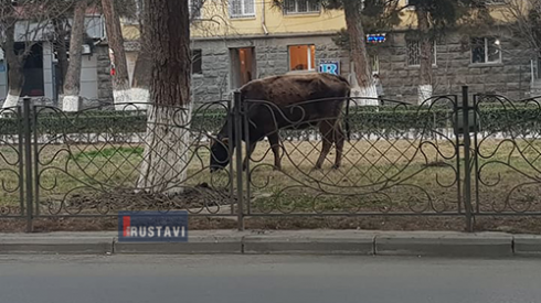 პირუტყვი გონაშვილის სკვერში [photo]