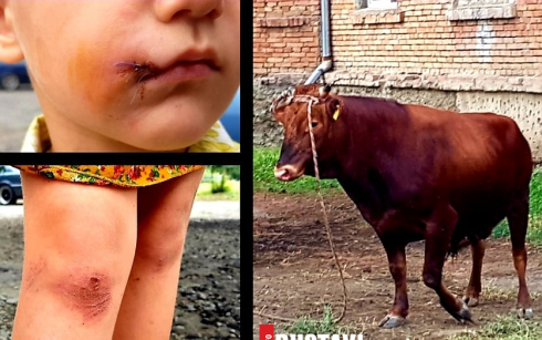 საიდან გამოიქცა ხარი, რომელმაც რუსთავში ბავშვები გადათელა [video]