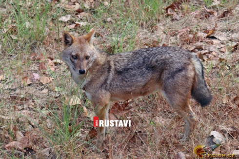 რუსთავის მიმდებარედ კაცი ტურამ დაკბინა
