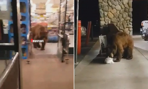 დათვმა მაღაზიიდან საჭმელი მოიპარა [video]