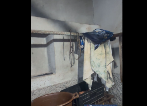 გამოვლინდა კუსტარულად მოწყობილი ცხოველთა სასაკლაო