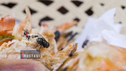 საშიში მწერები