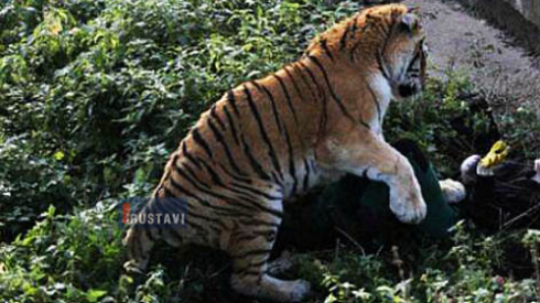 ვეფხვი ქალს დაესხა (ფოტო)