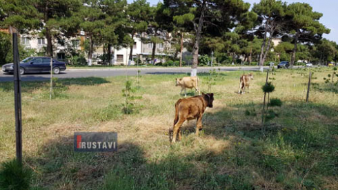 რუსთავში რომელ ქუჩებზე იკრძალება პირუტყვის გადარეკვა