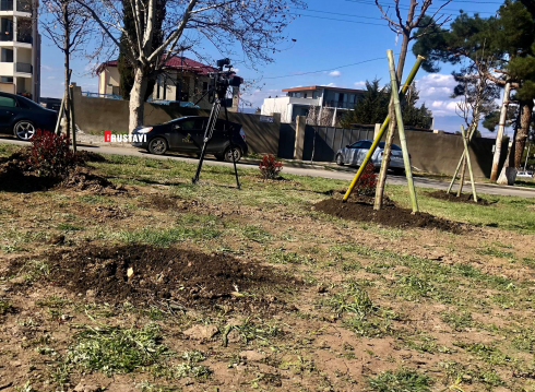 "ადგილზე აღარ დაგვხვდა 3 ნერგი"