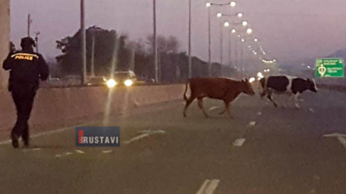 "ზევიდან გადმოხტა საქონელი" (video)